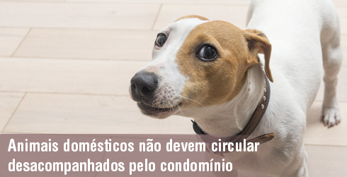 Animais não devem circular desacompanhados