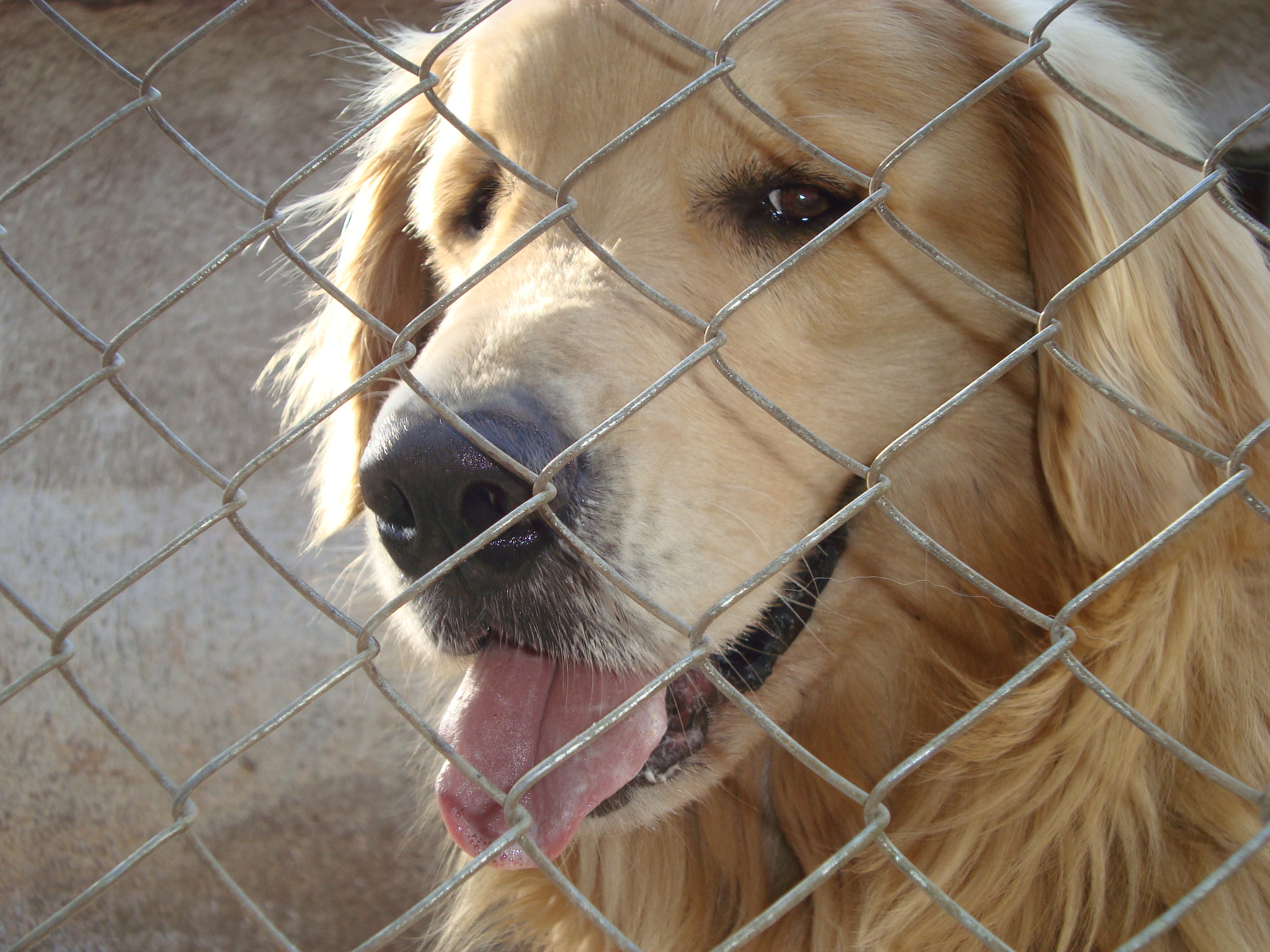 Adestramento é alternativa para lidar com cães em condomínio