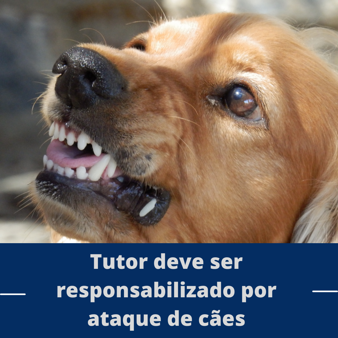 Tutor deve ser responsabilizado por ataque de cães