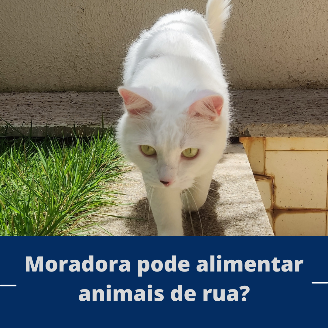 Moradora pode alimentar animais de rua?