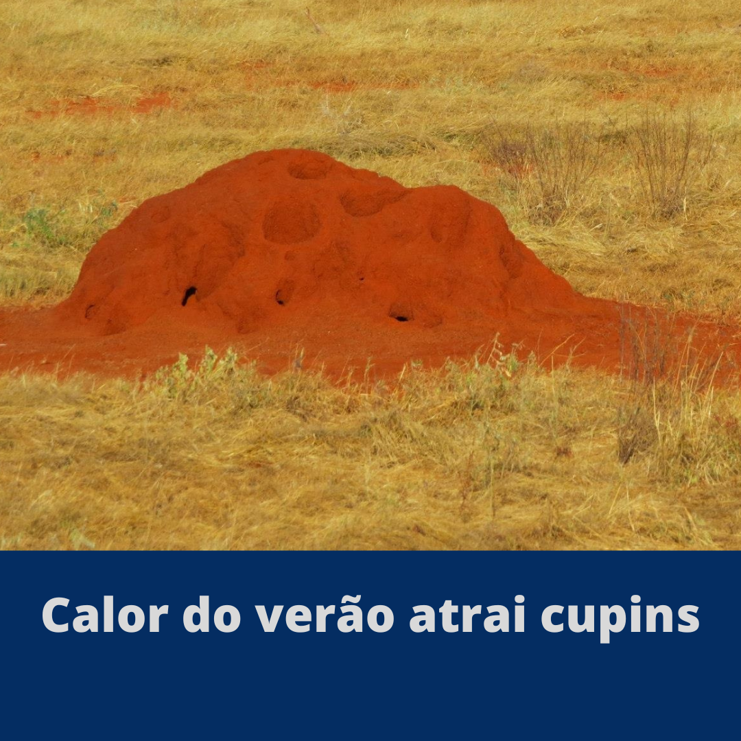 Calor do verão atrai cupins