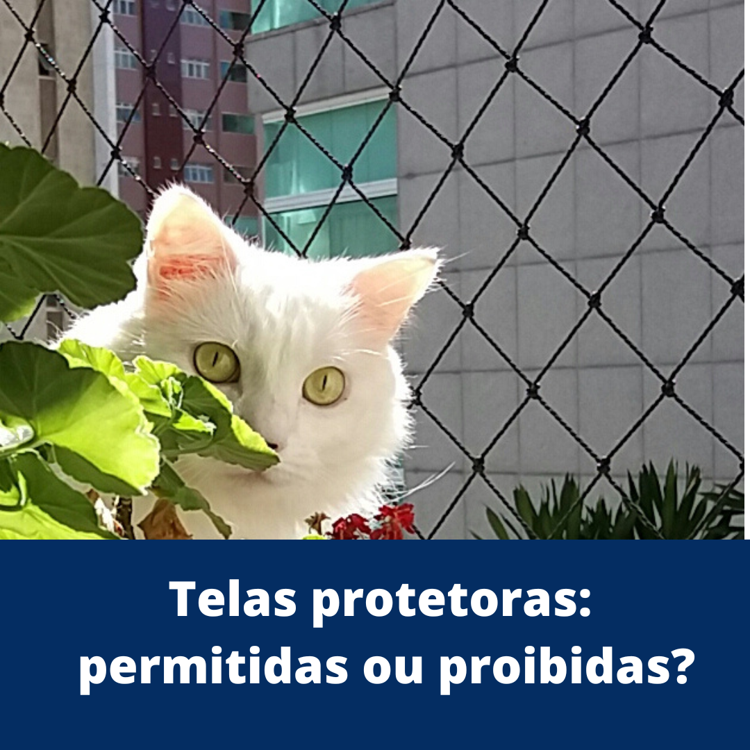 Telas protetoras: permitidas ou proibidas?