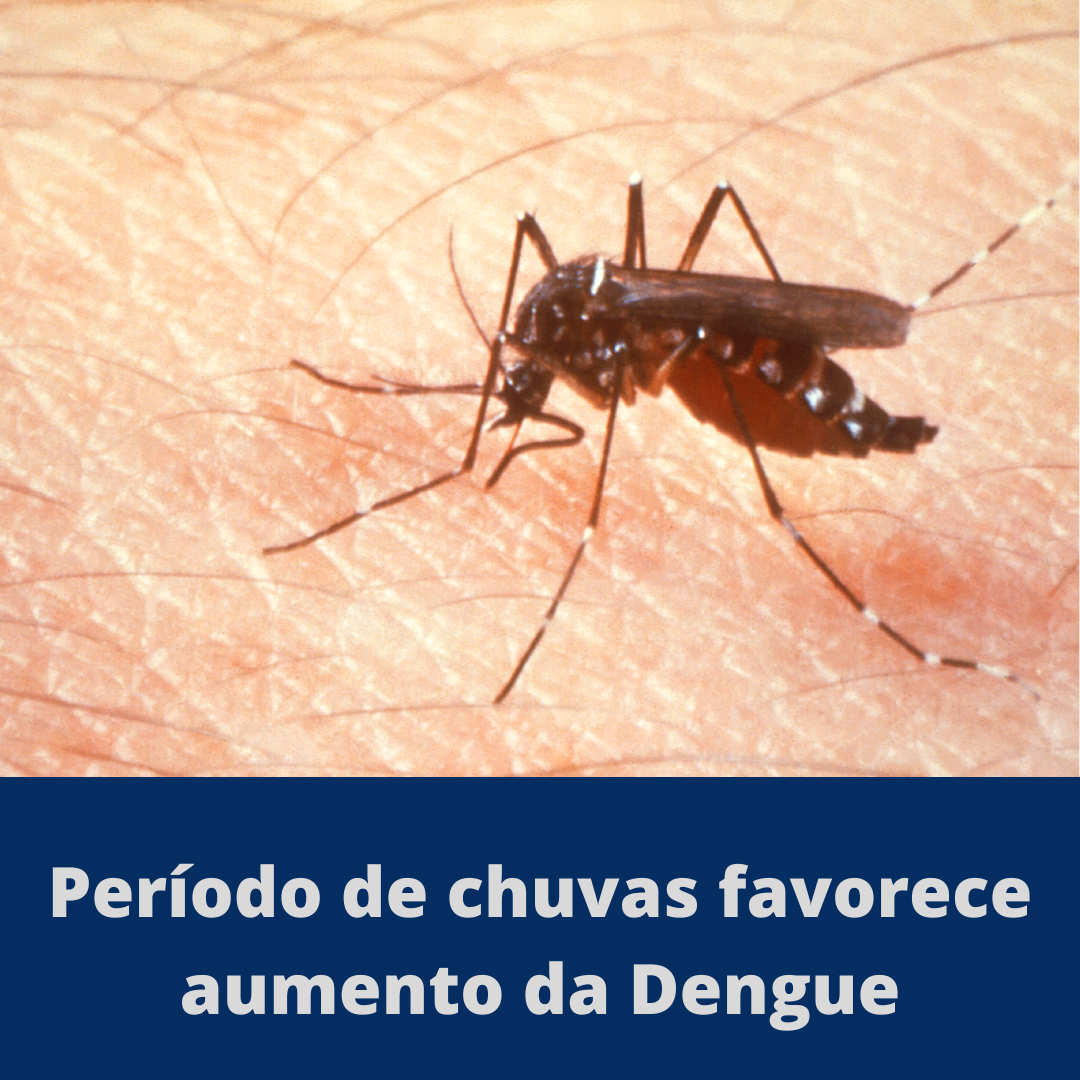 Período de chuvas favorece aumento da Dengue