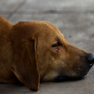 Projeto obriga síndico a denunciar maus-tratos a animais