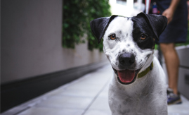 Convivência entre pets e condôminos