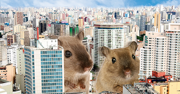 Infestação de ratos pode causar prejuízos materiais e físicos