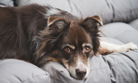 Animais em condomínio: uma convivência que requer bom senso