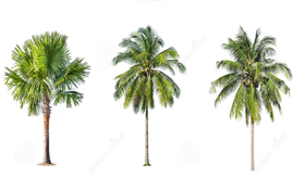 A Palmeira, é uma opção elegante para compor paisagismo no condomínio