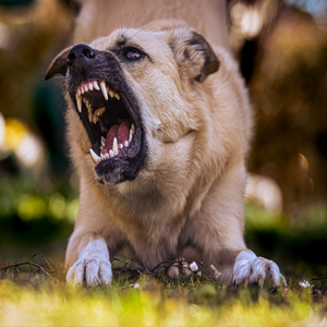 Tutor responde por hostilidade de cão antissocial