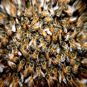 Enxame de abelhas em prédios: perigos e responsabilidades